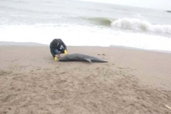 Trei delfini morţi pe litoralul românesc, de la începutul anului
